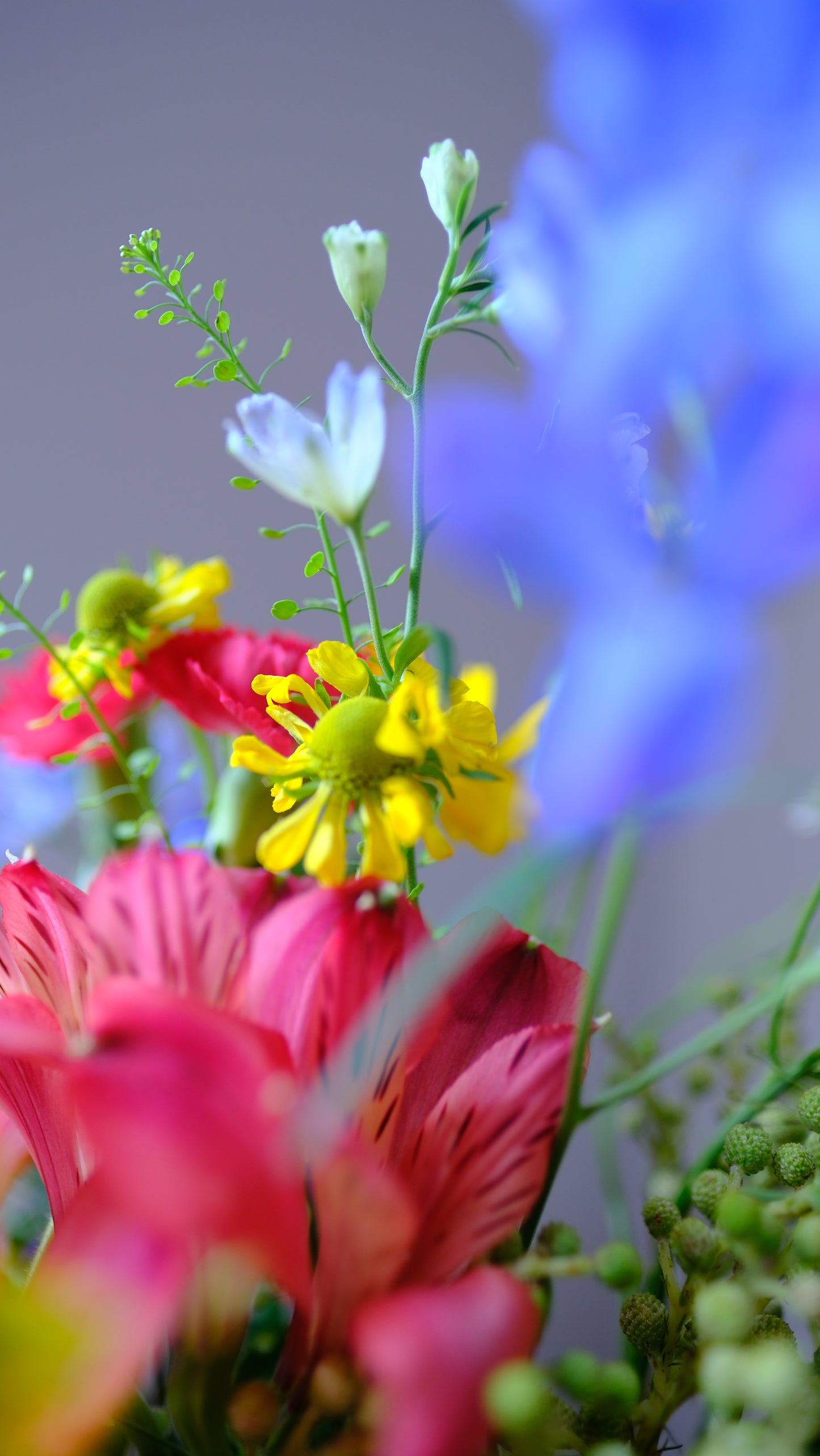 Terra's Choice - Bright & Joyful