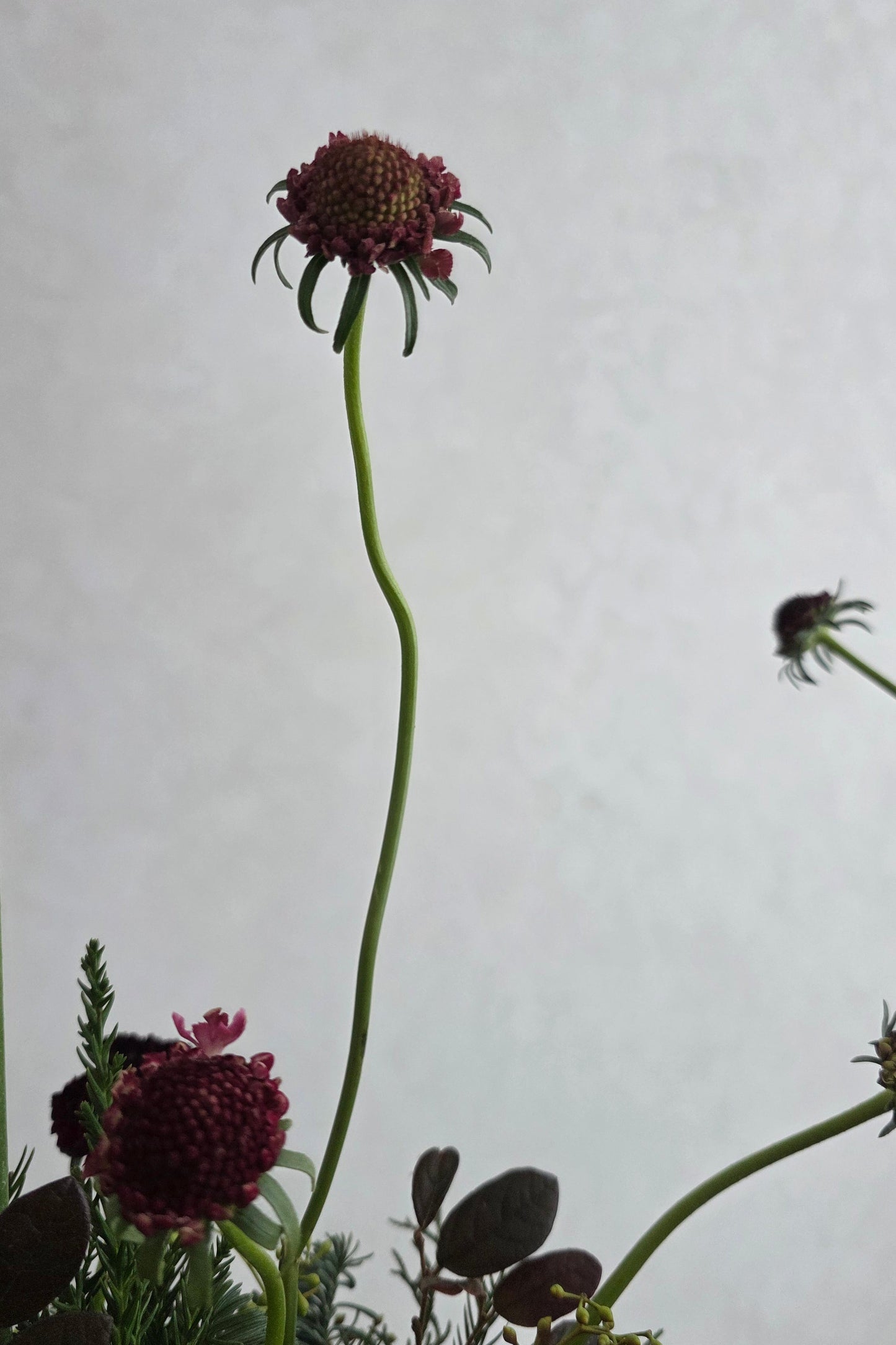 Accent flower scabiosa
