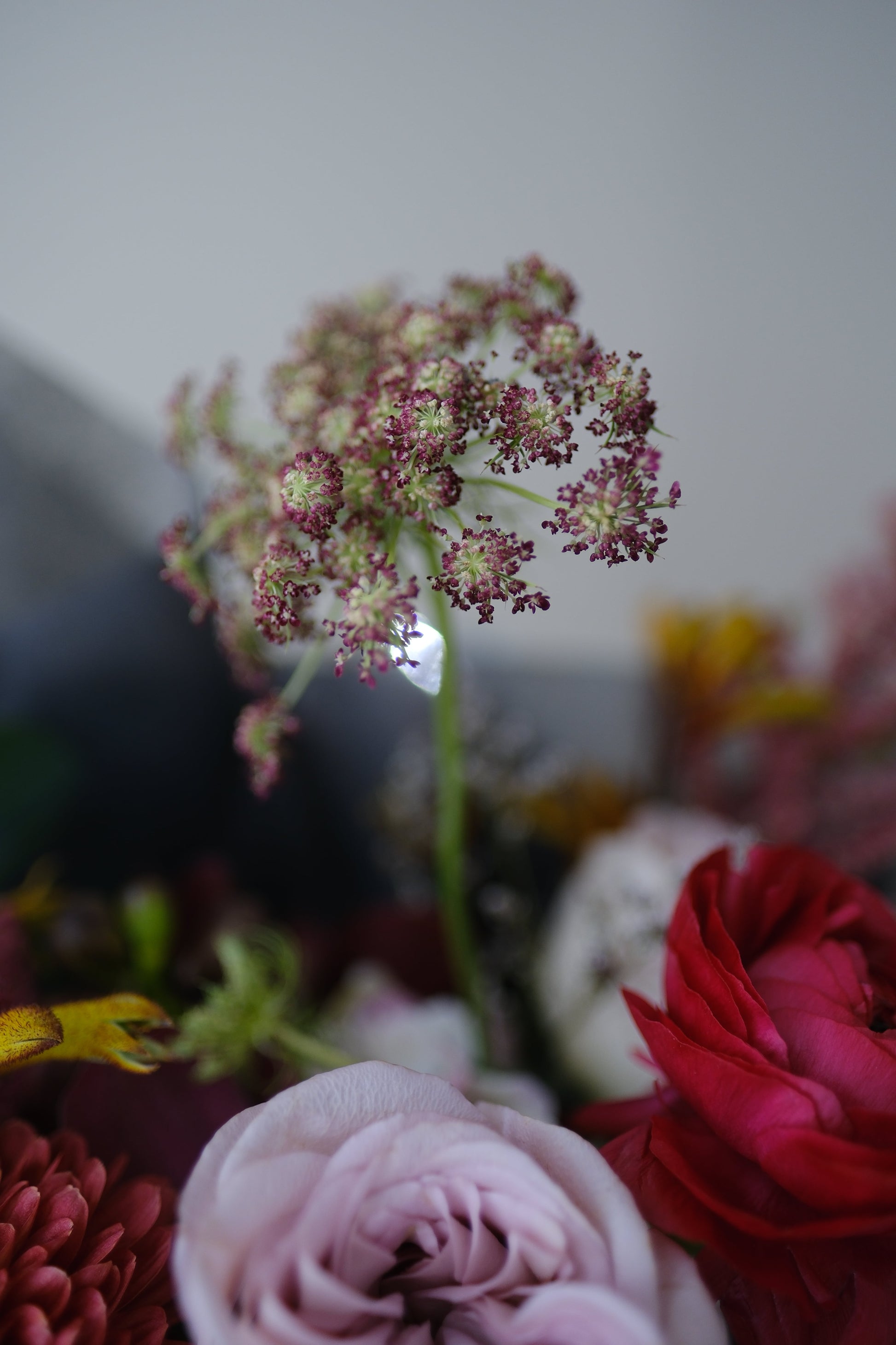 Ammi Visnaga Close Up Lace Flower