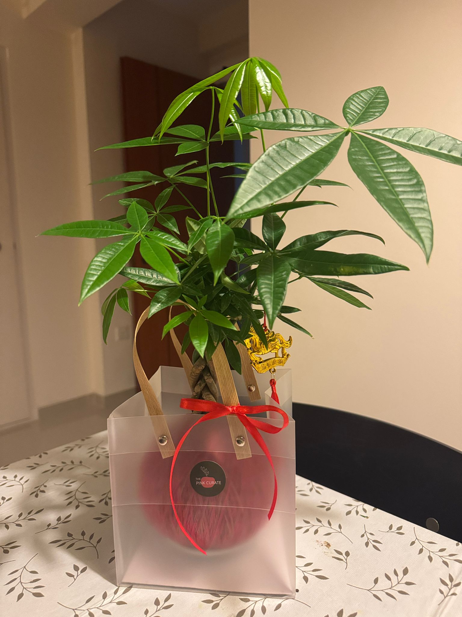 Money tree plant symbolising prosperity and abundance