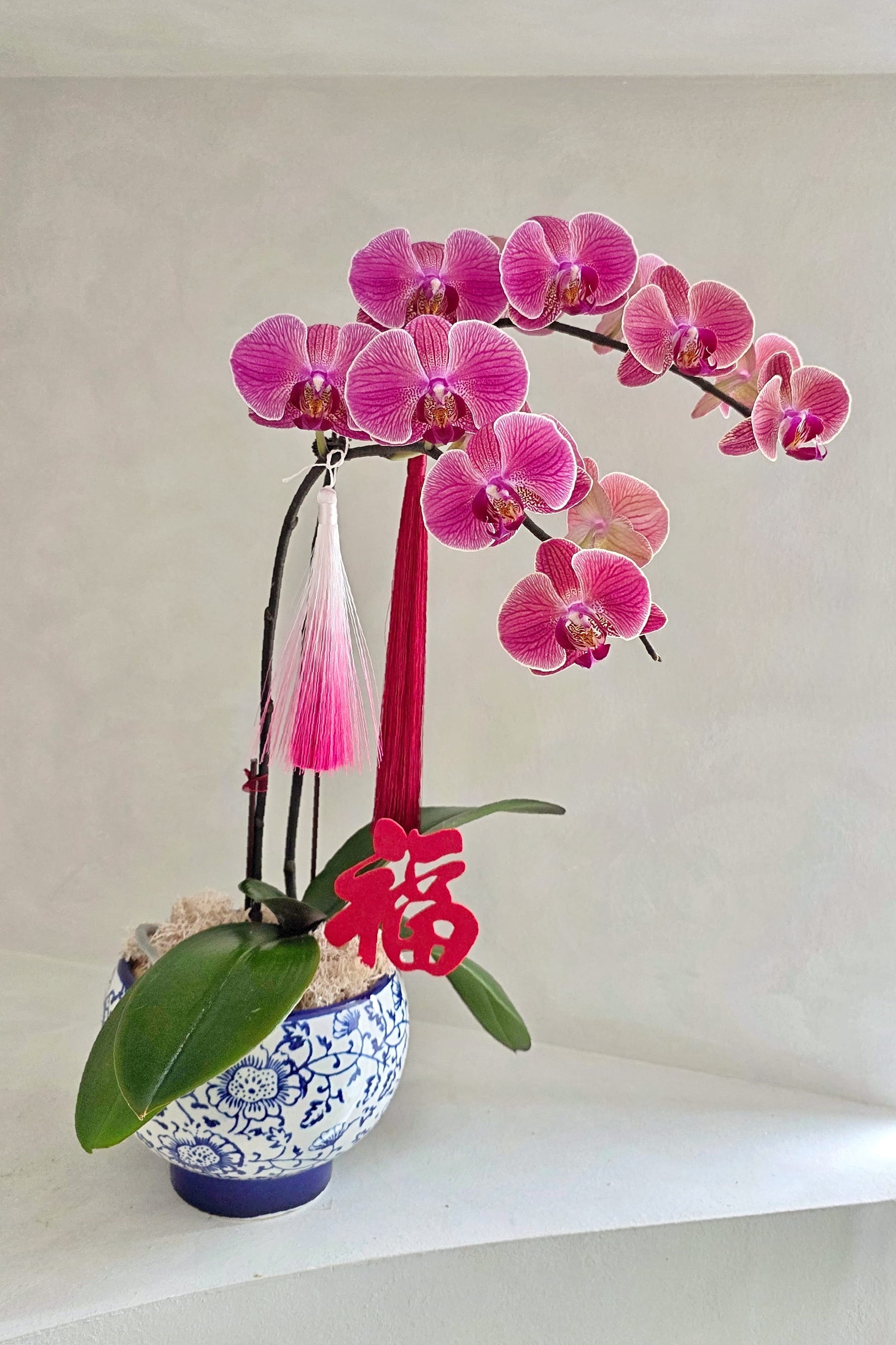 Phalaenopsis orchid in blue and white porcelain pot for Chinese New Year