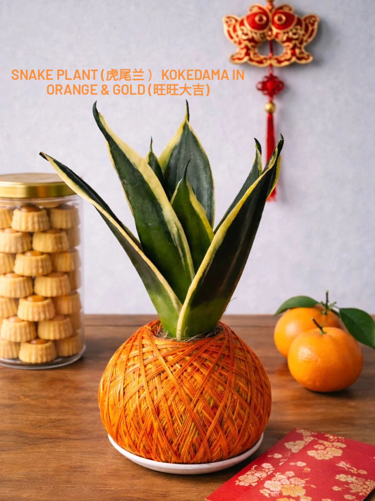 Pair of Snake Plant (虎尾兰）Kokedama in Orange & Gold (旺旺大吉)