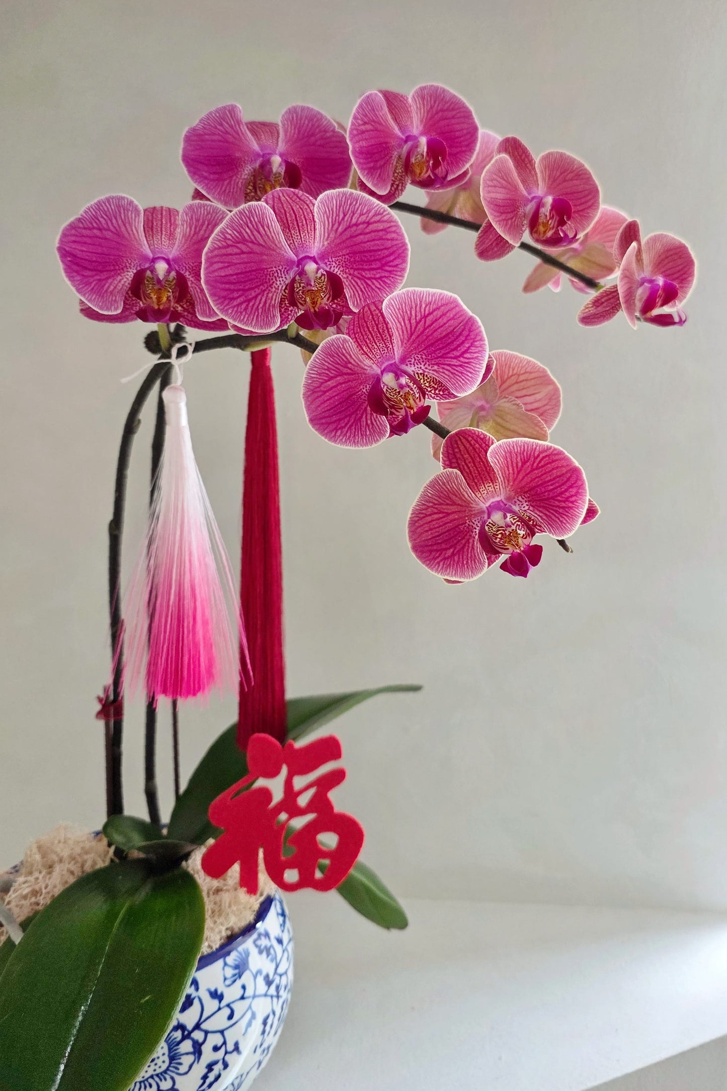 Elegant orchid arrangement for modern homes and gifting