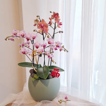 Load image into Gallery viewer, Congratulatory 满 Màn Phalaenopsis Round Arrangement
